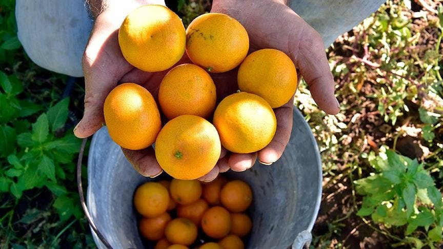 C Vitamini Eksikliğinin Belirtileri ve Sağlık Üzerindeki Etkileri