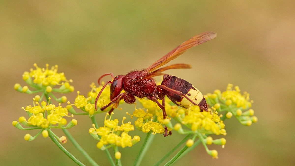 Doğu Eşekarısının Alkol Toleransı: Yeni Bir Araştırma