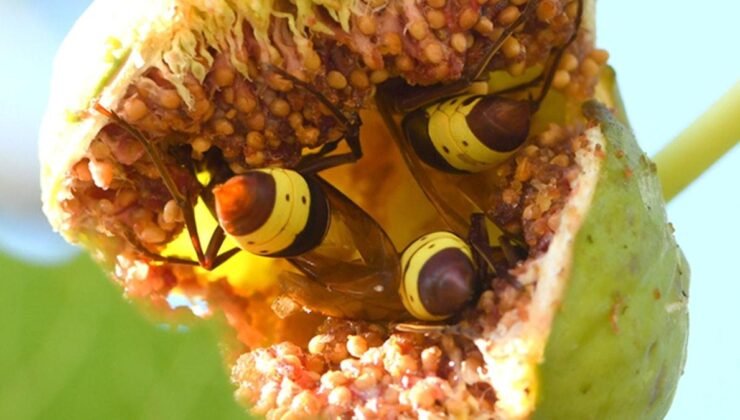 Doğu Eşekarısının Alkol Toleransı Üzerine Yeni Araştırma