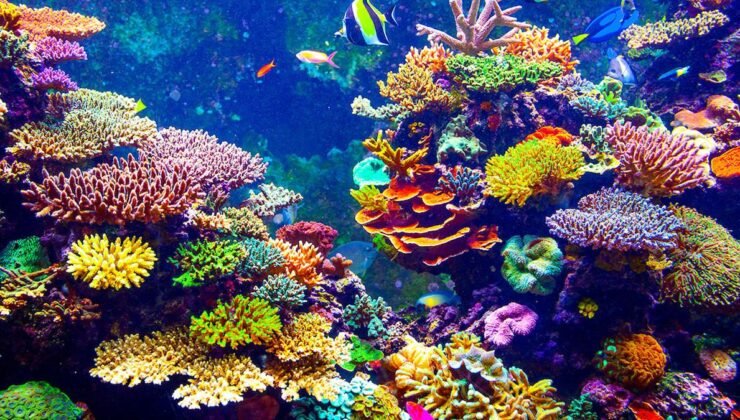 Dünyanın En Büyük Mercanı Solomon Adaları’nda Keşfedildi