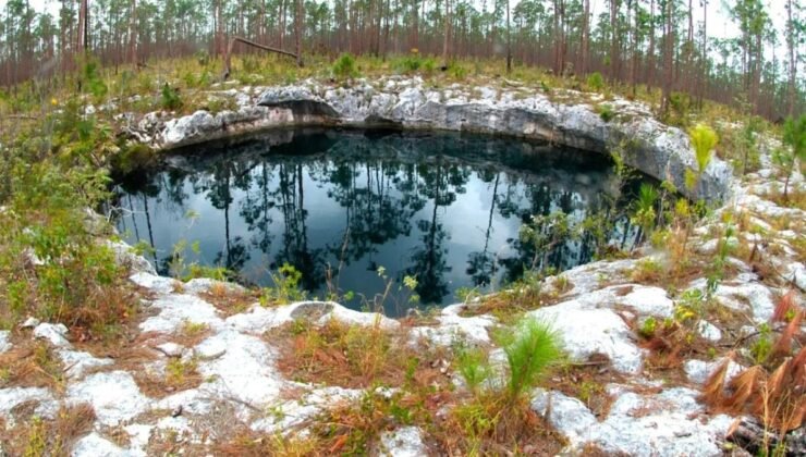 Florida Doğa Tarihi Müzesi’nin Sawmill Sink Projesi: Binlerce Yıllık Fosil Keşifleri