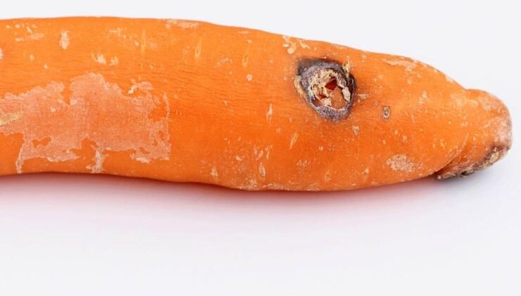 Havuç: Besin Değeri, Saklama Koşulları ve Küf Sorunu