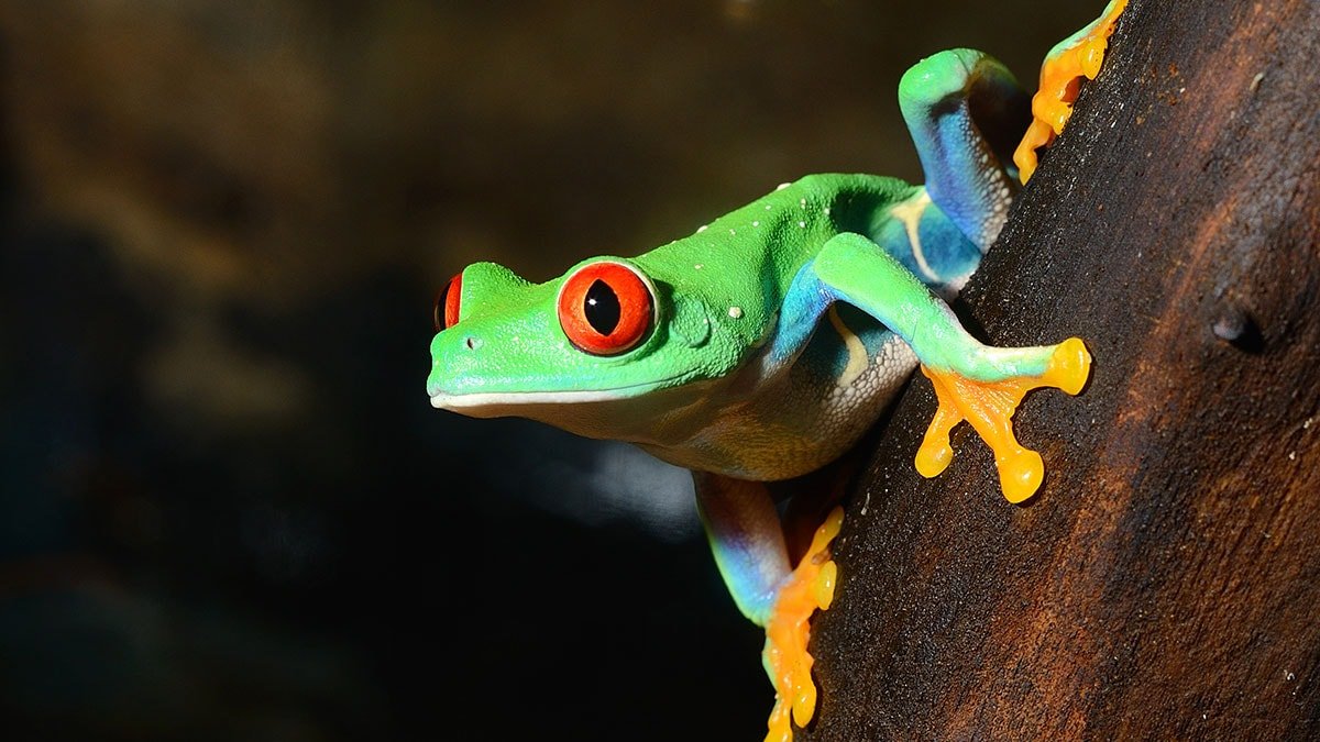Renklerin Evrimsel Yolculuğu