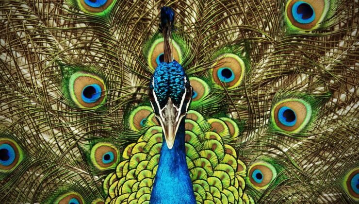 Hayvanlarda Renk Algısının Evrimi ve Bitkilerin Rolü