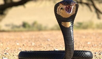 Kral Kobra Türleri Üzerine Yeni Bulgular ve Sınıflandırmalar