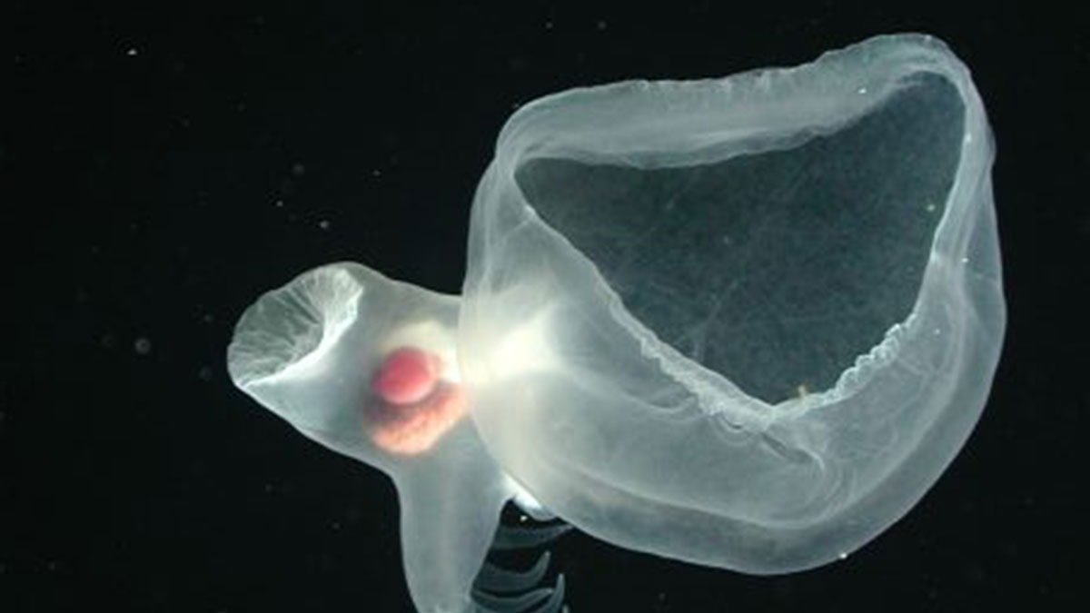 Hermafrodit Özellikleri ve Üreme Davranışları