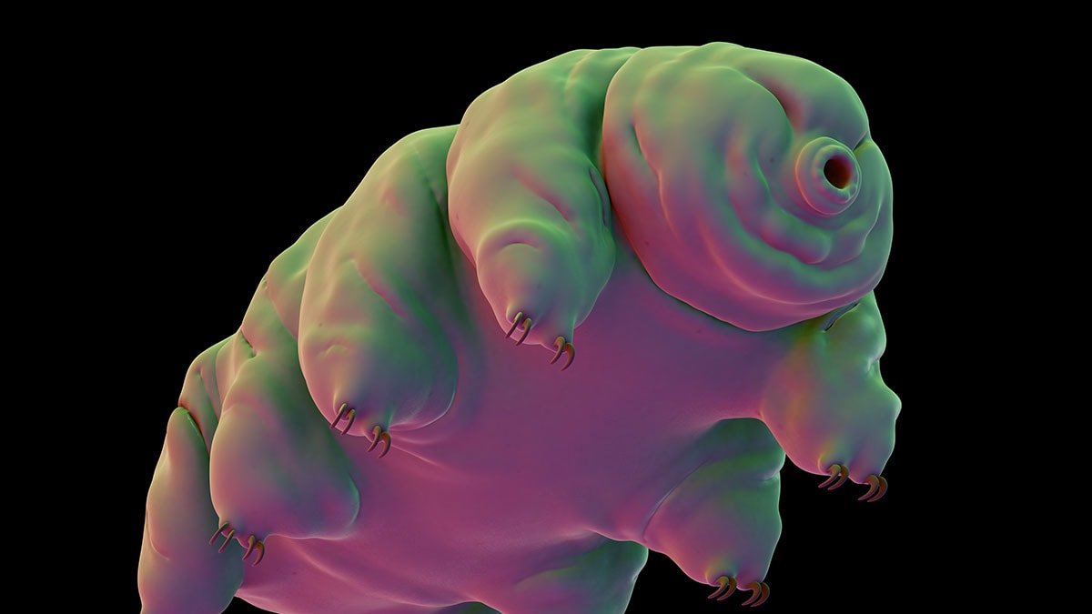 Mikroskobik Canlı: Tardigrad