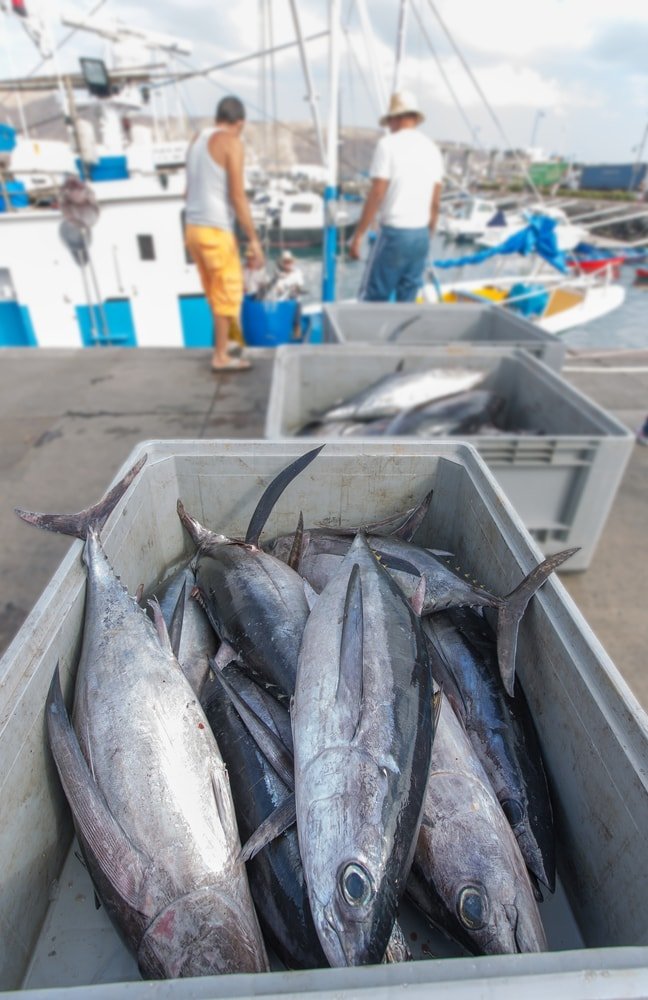 Ton Balığında Toksik Cıva Tehlikesi ve Gıda Güvenliği Sorunları