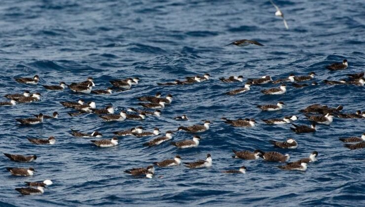 Yelkovan Kuşlarının Kitlesel Ölümü ve Göç Tehlikeleri