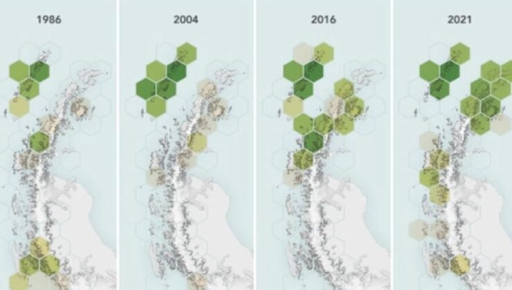 Antarktika Yarımadası’ndaki Bitki Örtüsü Yayılımı ve İklim Değişikliği