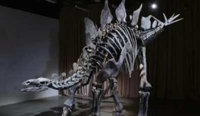 Apex Fosilinin Rekor Satışı ve Bilimsel Araştırmalara Katkısı