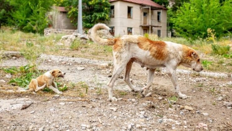 Çernobil’deki Terk Edilen Köpeklerin Genetik Adaptasyonları