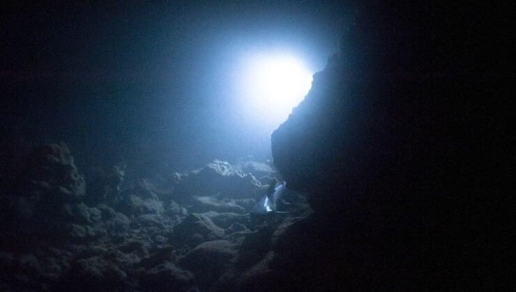 Dulcibella camanchaca: Atacama Çukuru’nda Keşfedilen Yeni Yırtıcı Tür