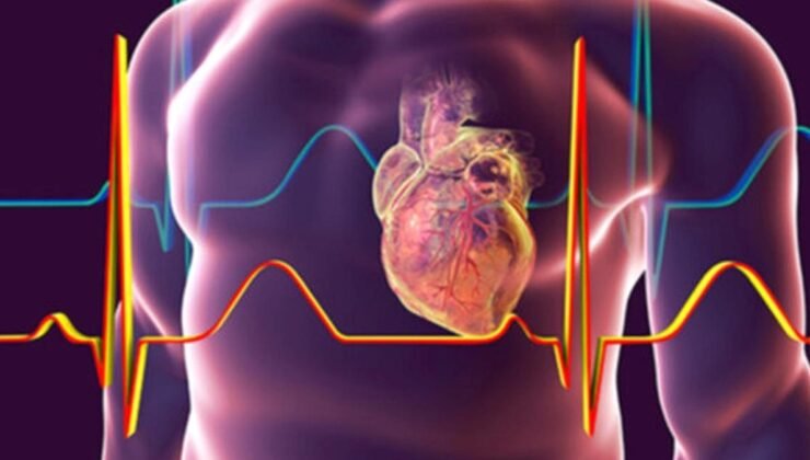 Kalbin Sinir Sistemi Üzerine Yeni Keşifler: Aritmi ve Kalp Hastalıklarına Yönelik Umut Veren Gelişmeler