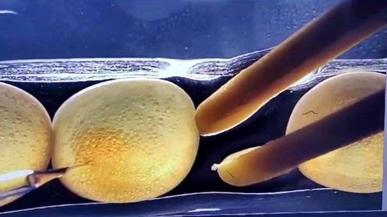 Karadeniz Alabalığında Genetik Gelişmeler: CRISPR/Cas9 Tekniği ile Mutant Üretimi