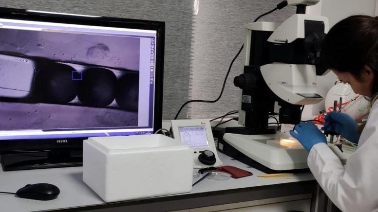 Karadeniz Alabalığında Genetik Gelişmeler: CRISPR/Cas9 Tekniği ile Mutant Üretimi