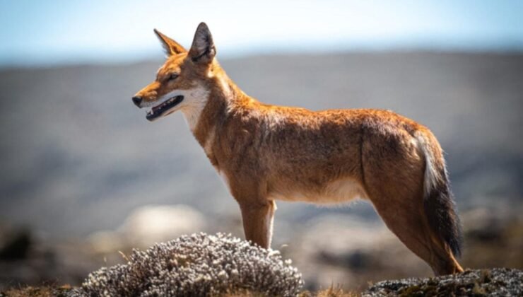 Kniphofia foliosa ve Ethiopya Kurtları Üzerine Yapılan Araştırma