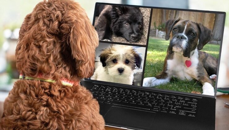 Köpeklerle İletişim Kurmanın Yeni Yolları