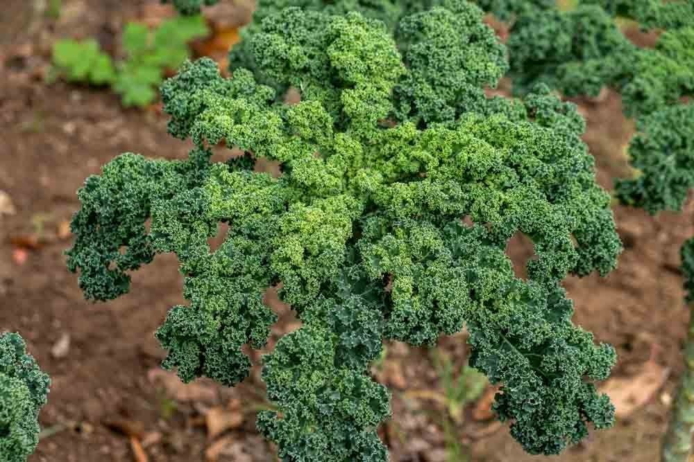 Lahananın Besin Maddeleri