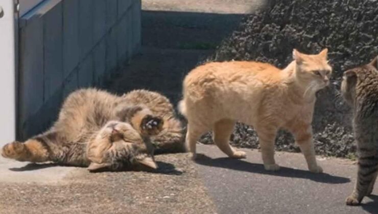 Aoshima Adası: Kedilerin Cenneti