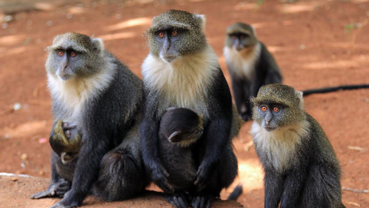 Penislerin Anatomik Evrimi