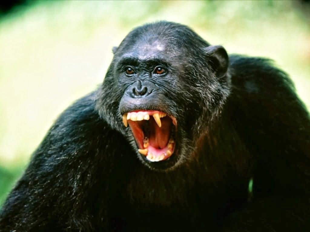 Evrimsel Perspektiften Bakış