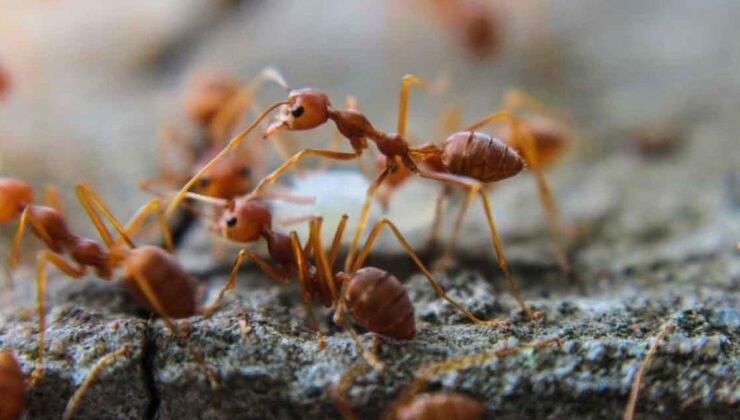 Karıncalar ve Eşek Arıları: Doğanın Gizli İşbirliği