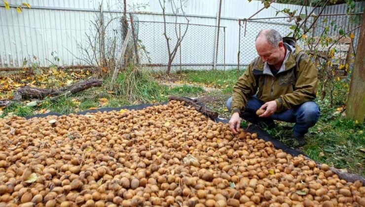 Kivi: Beslenme ve Sağlık Faydaları