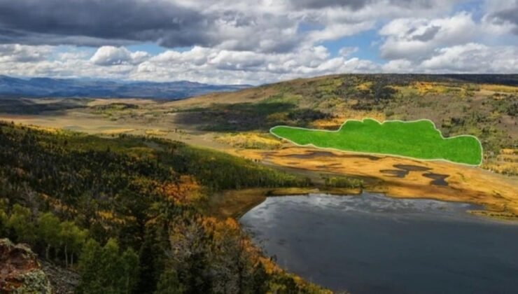 Pando: Dünyanın En Büyük Canlısı ve Koruma Mücadelesi