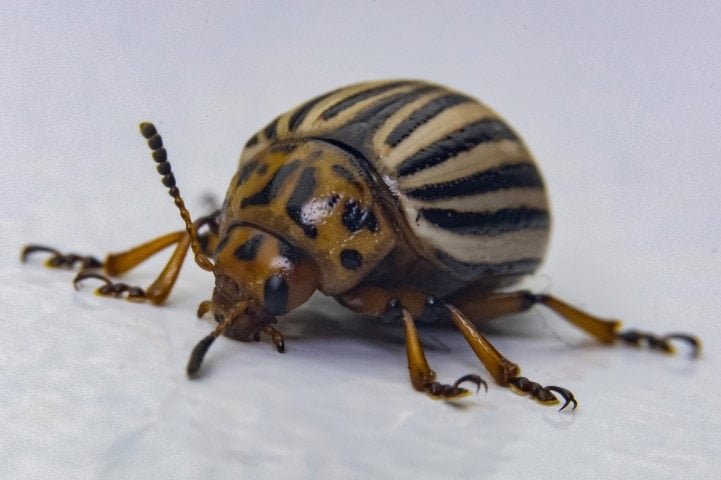 Patates Böceği Üzerine Yapılan Önemli Araştırma