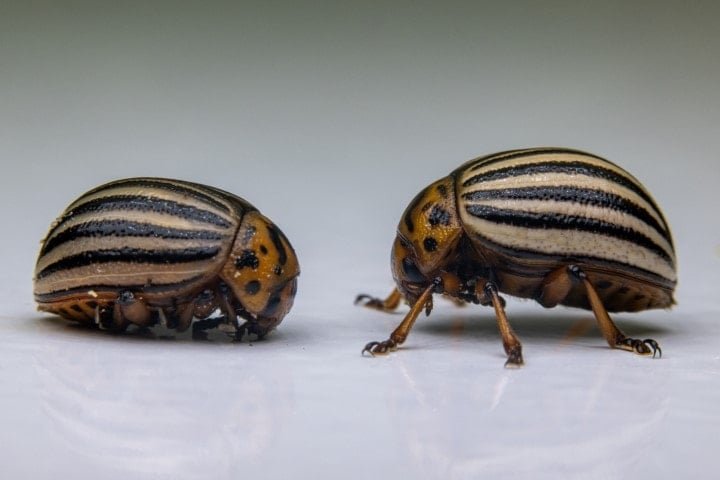 Patates Böceği Üzerine Yapılan Araştırma ve Sağlık Üzerindeki Etkileri