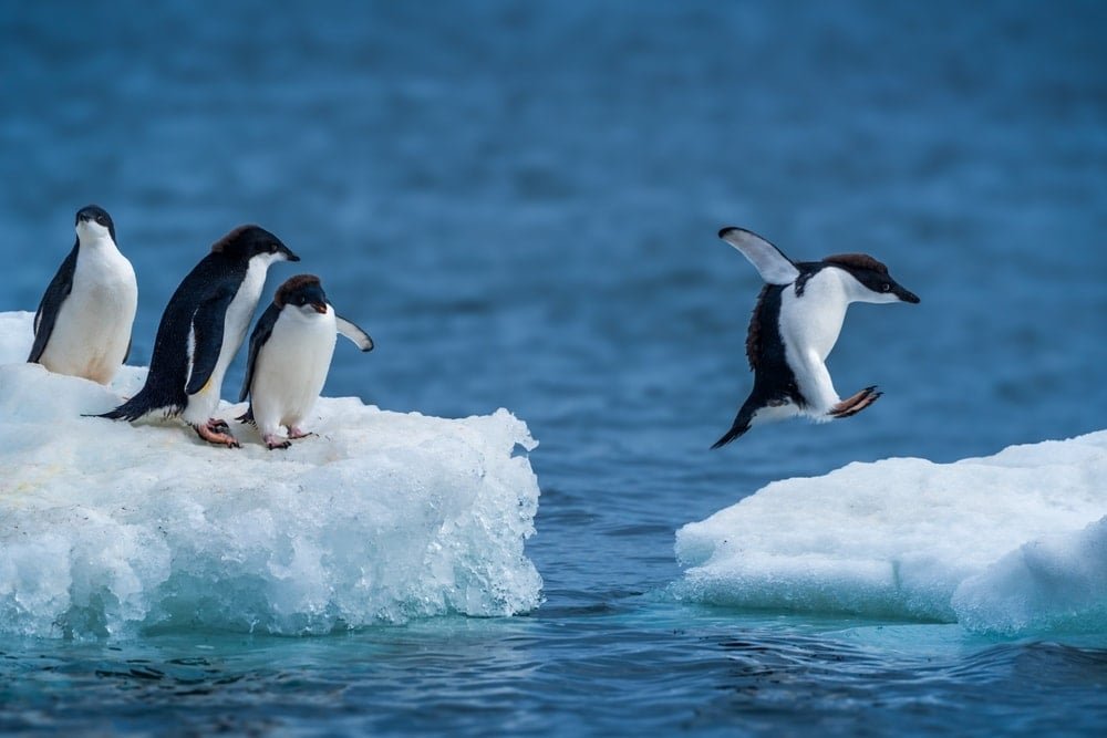 Penguenlerin Boşanma Oranları ve Üreme Başarısı Üzerine Çarpıcı Araştırma