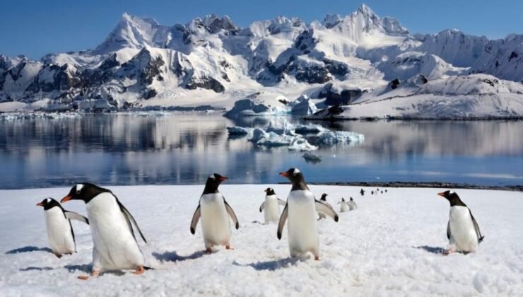 Penguenlerde Boşanma Oranları ve Üreme Başarısı Üzerine Araştırma