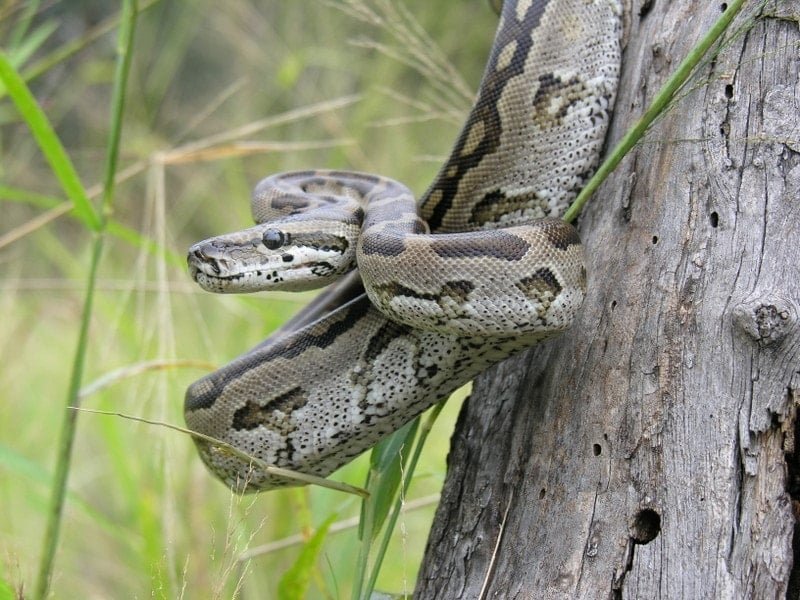 Yılanların Algılanması: Primatların Görsel İpuçları