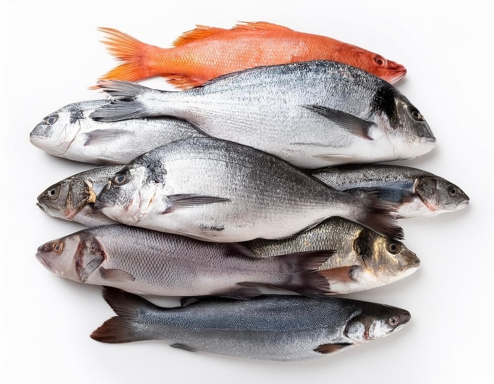 Tavsiye Edilen Balık Türleri