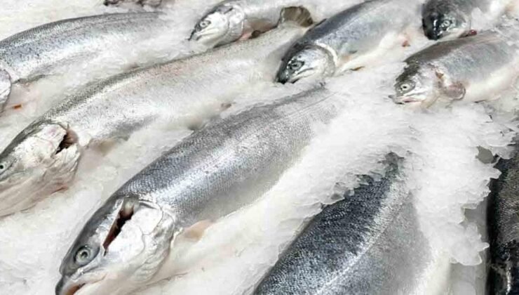 Sürdürülebilir Balıkçılık: Alman Çevre Yardımı eV ve İyi Balık Listesi