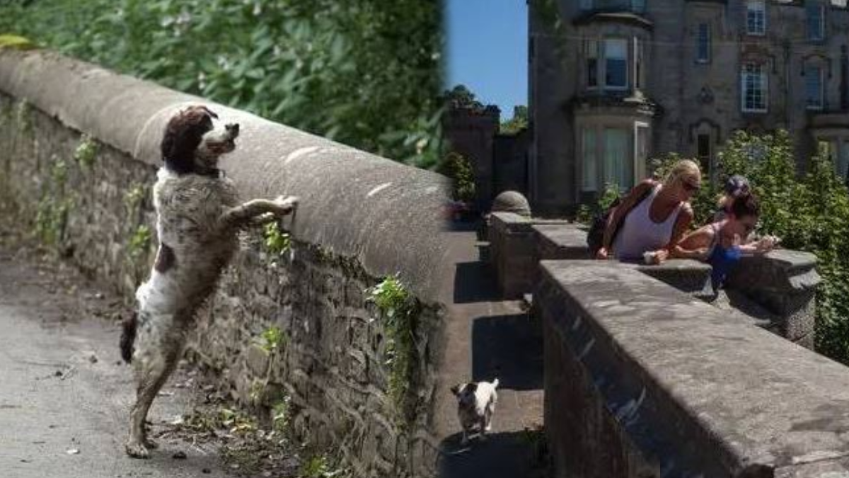 1950 Yılından Beri Süregelen Gizem