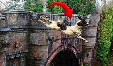 İskoçya’nın Overtoun Köprüsü ve Köpek İntiharlarının Gizemi