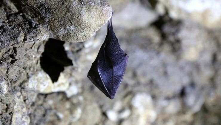 Kovid-19 Salgını ve Yeni Virüs Araştırmaları