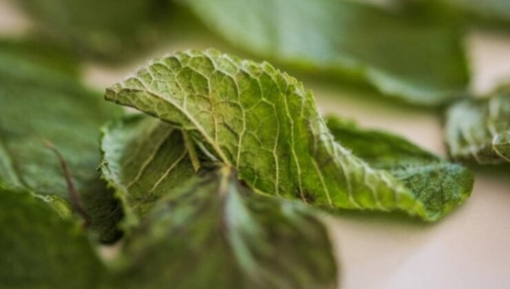 Mentol Solumanın Alzheimer Üzerindeki Etkileri