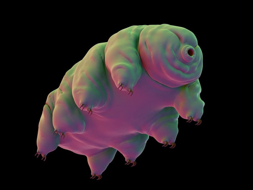 Tardigradların DNA Koruma Yeteneği ve Tıbbi Uygulamaları