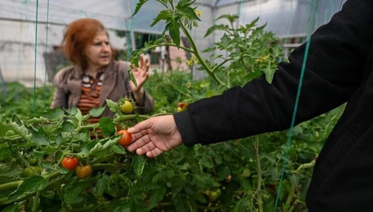 Tarım ile Psikiyatrik Rehabilitasyon Uygulamaları