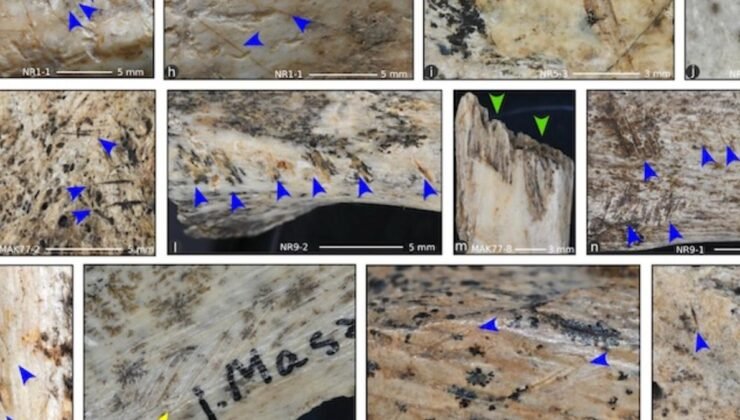 Yamyamlık Üzerine Yeni Araştırmalar ve Bulgular
