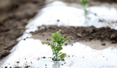 Mersin’deki Don Felaketi ve Tarım Sektörüne Etkileri