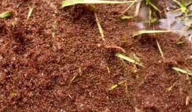 Queensland’de Kırmızı Ateş Karıncaları Tehdit Oluşturuyor