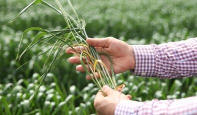 Sağlıklı Yaşam İçin Buğday Ruşeyminin Faydaları