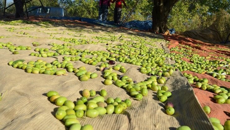 Türk Zeytincilik Sektöründen ABD’ye İhracat Hamlesi