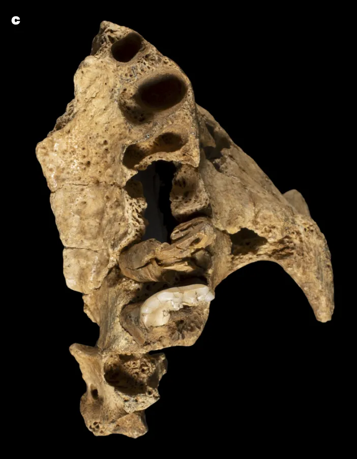 Yeni Hominin: Pink ve İnsan Evrimi