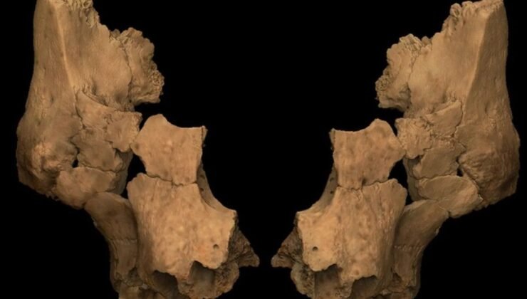 Yeni Hominin Pink’in Keşfi ve İnsan Evrimi