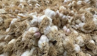 Yozgat’ta Sarımsak Fiyatları Arttı